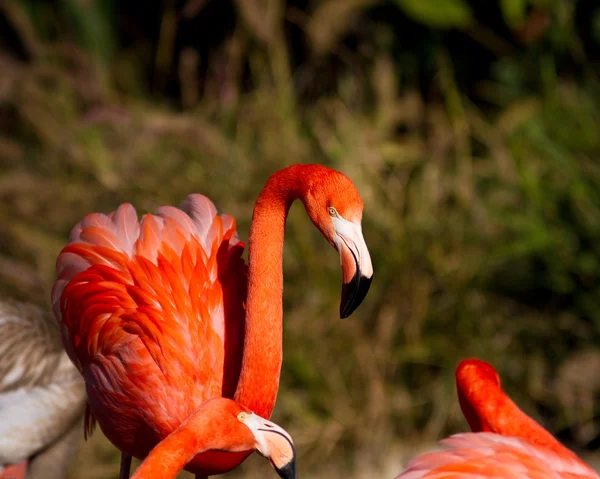 stock image Flamingos