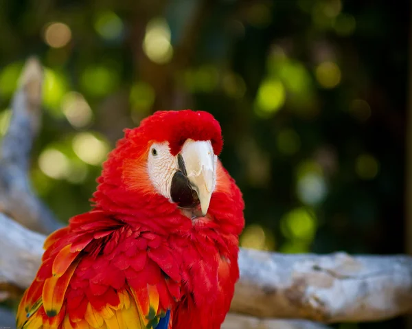 Galah Rose breasted Cockatoo parrot bird — Stock Photo © Nikonite #11096802