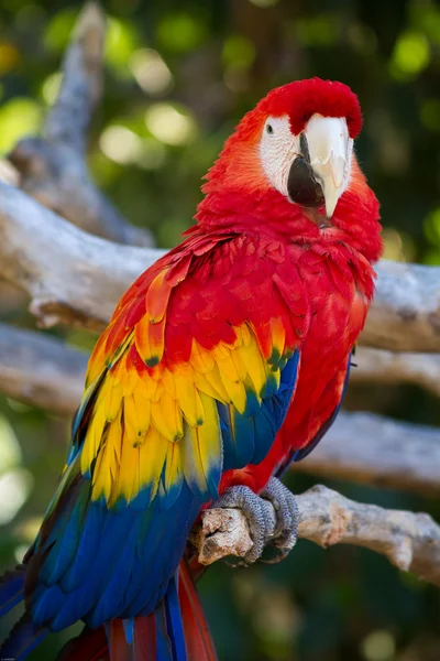 stock image Parrot