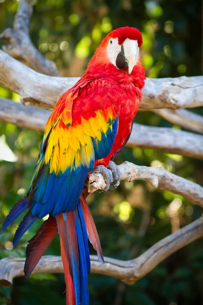 stock image Parrot