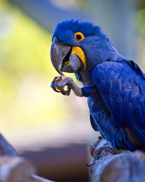 stock image Parrot