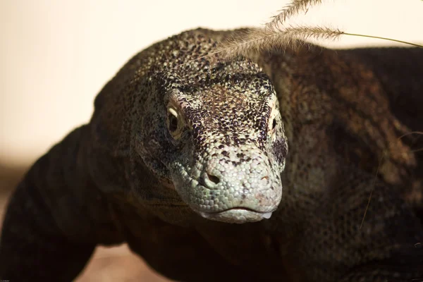 Komodo dragon — Stock Photo, Image