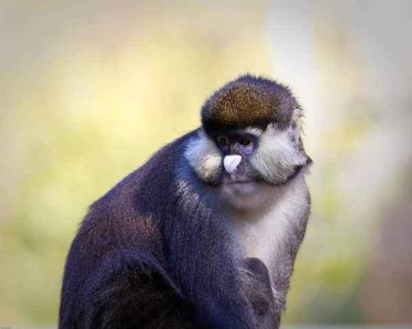 Schmidt's Spot-nosed Guenon — Stock Photo, Image