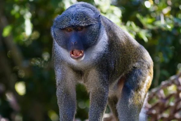 Allen's Swamp Monkey — Stock Photo, Image