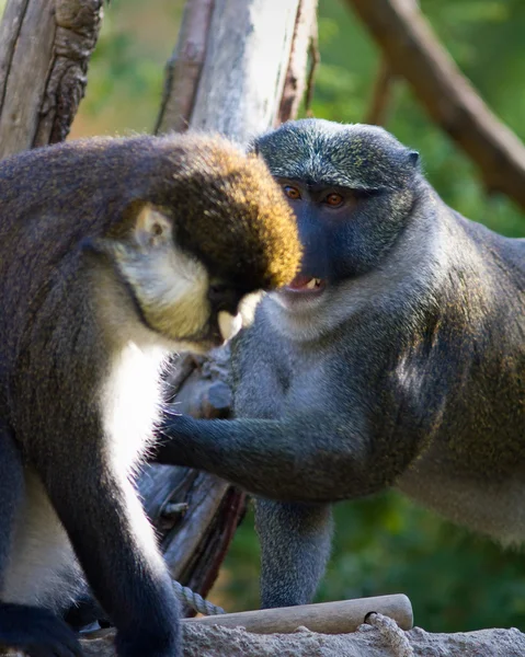 Schmidt 's Spot-nosed Guenon y Allen' s swamp monkey — Foto de Stock