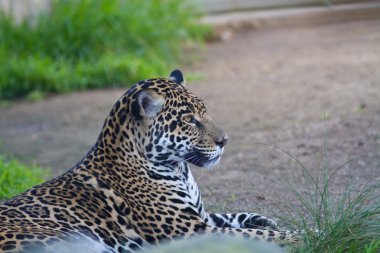 leopar