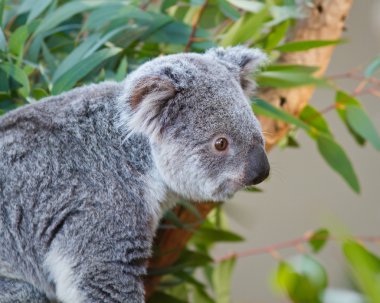 Koala