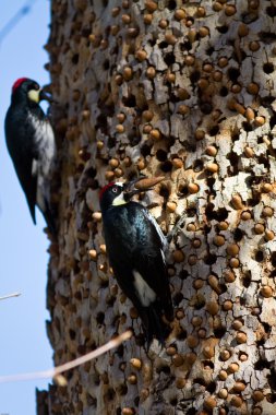 Acorn Woodpeckers clipart