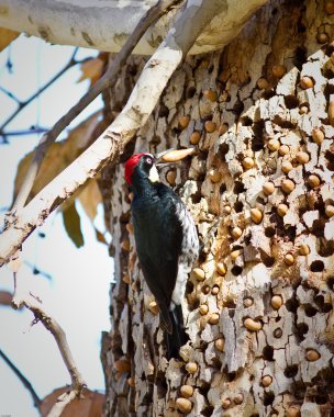 Acorn Woodpecker clipart