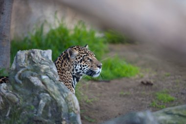 leopar