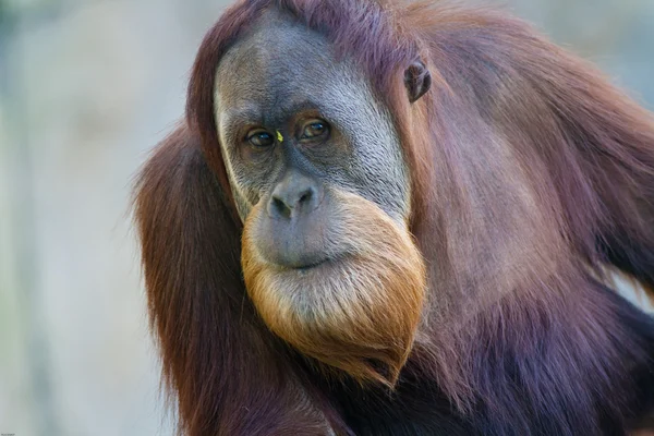 Orang-Utan — Stockfoto