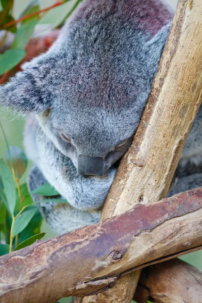 stock image Koala