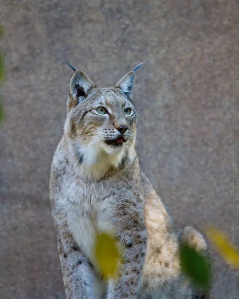 Lynx — Photo