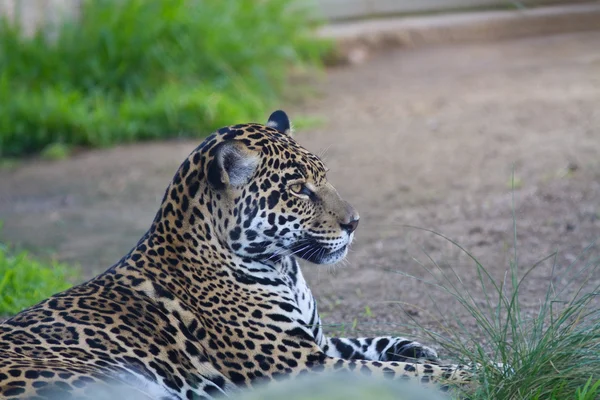 Leopardo — Fotografia de Stock