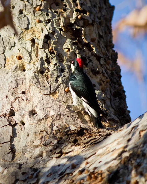 Stock image Acorn Woodpecker