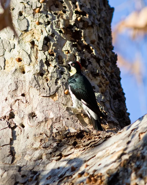 橡子啄木鸟 — 图库照片