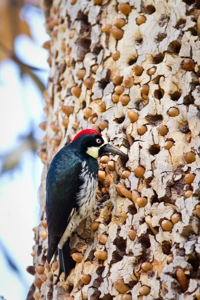 Acorn Woodpecker — Stock Photo, Image