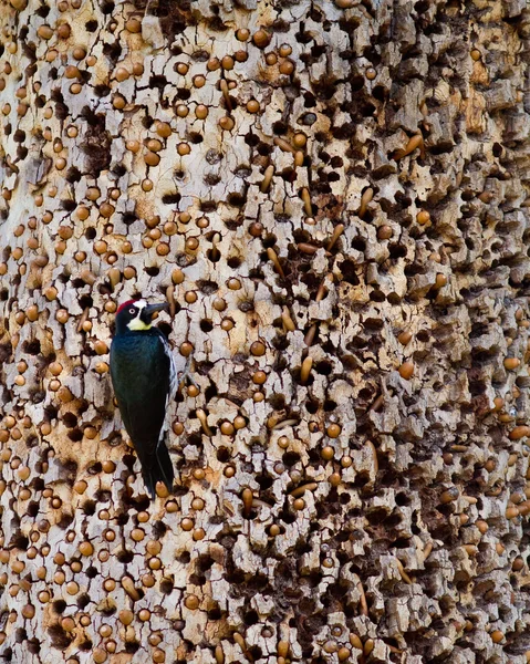 Meşe palamudu ağaçkakan — Stok fotoğraf