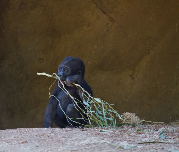 Gorillababy — Stockfoto