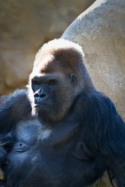 Gorilla-Männchen — Stockfoto