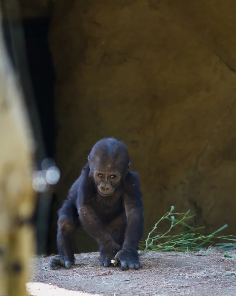 Baby Gorilla — Stock Photo, Image
