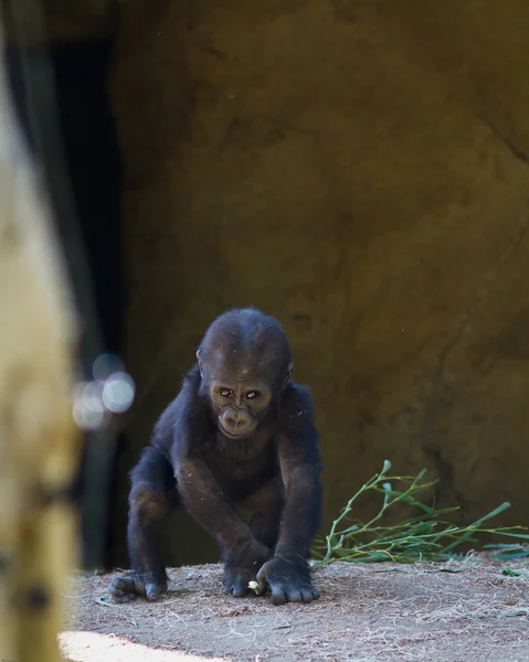 Gorillababy — Stockfoto