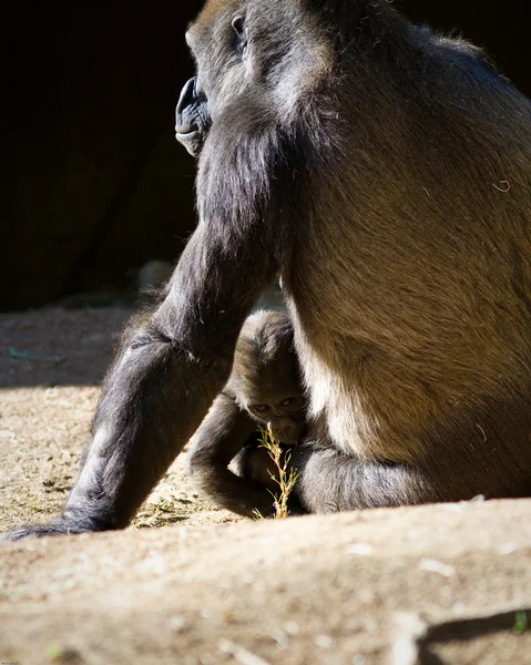 Gorillababy mit Mutter — Stockfoto
