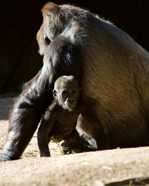 Bébé Gorille avec mère — Photo