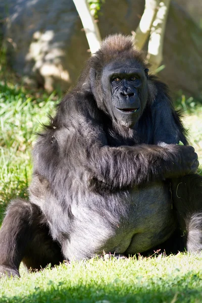 stock image Female Gorilla