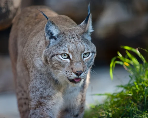 Luchs — Stockfoto