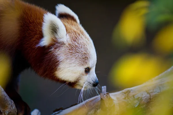 Panda rojo Imagen de stock