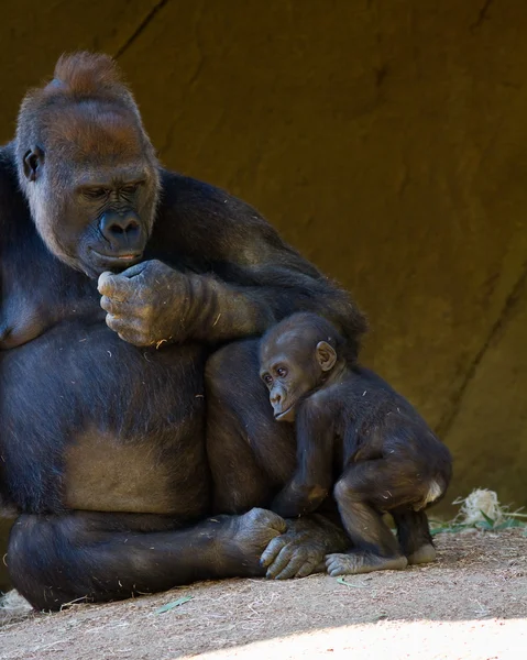 Gorila bebê com a mãe Fotografia De Stock