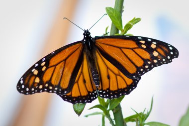 Monarch Butterfly clipart