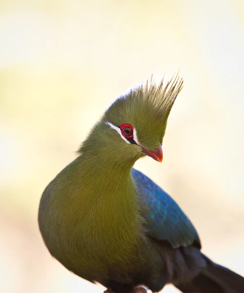 African bird — Stock Photo, Image