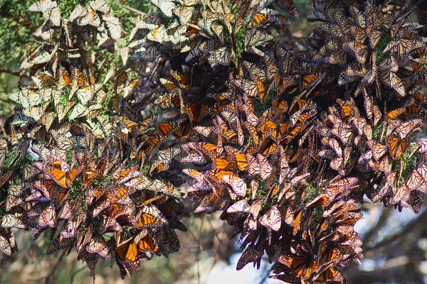 Monarker fjärilar — Stockfoto