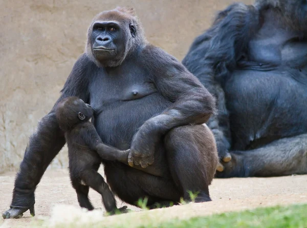 Bebé gorila con madre — Foto de Stock