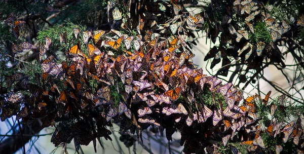 Monarchi Farfalle — Foto Stock