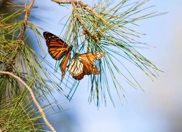Monarchs Butterflies — Stock Photo, Image