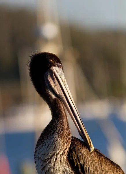 stock image Brown Pelican