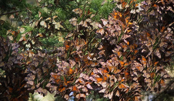 Monarcas borboletas Imagem De Stock