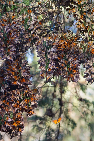 Monarcas borboletas Imagem De Stock