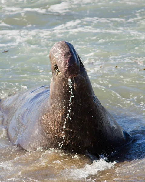 stock image Elephant Seal Bull