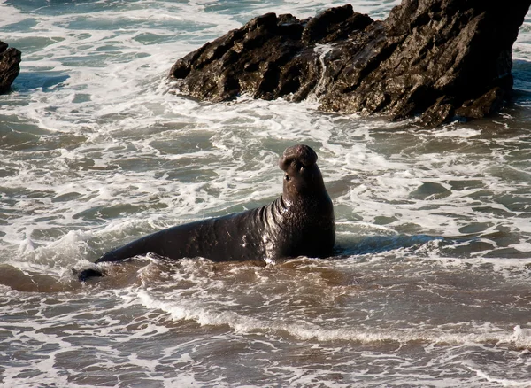 Toro de la foca elefante —  Fotos de Stock