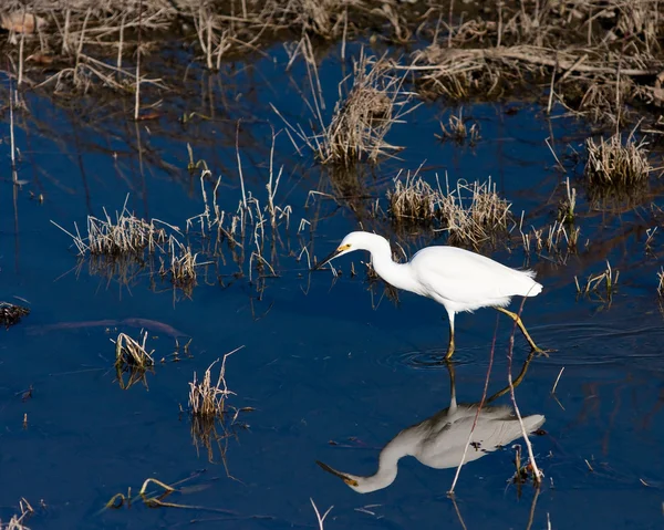 stock image Snowy Egret