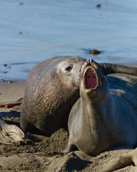 Apareamiento de la foca elefante —  Fotos de Stock