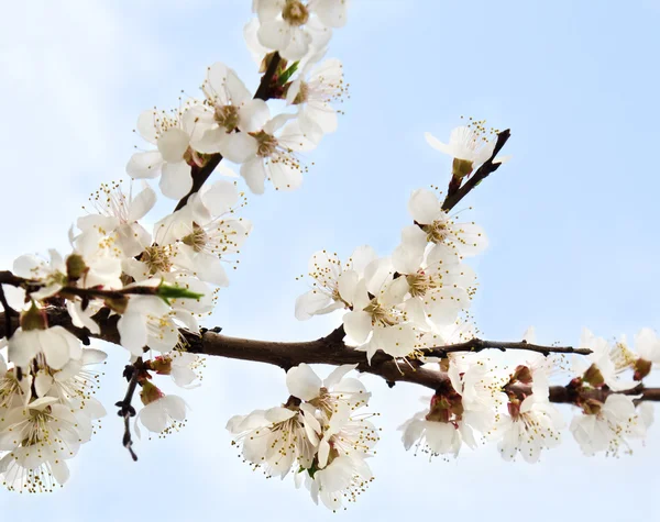 Bloemen van de boom van een abrikoos bloesem — Stockfoto