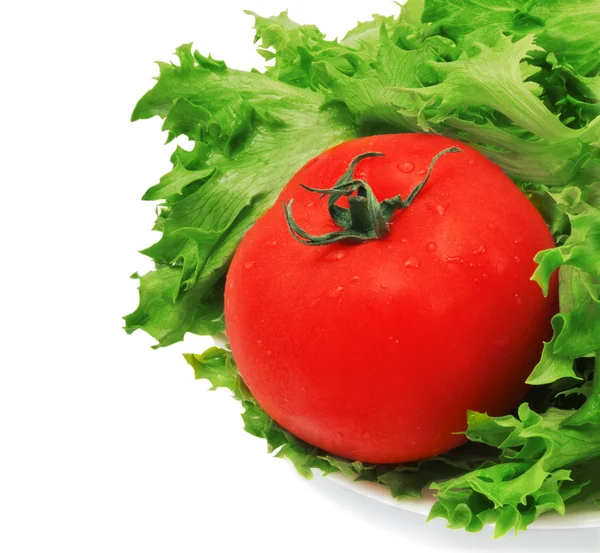 Grüner Salat und Tomaten — Stockfoto