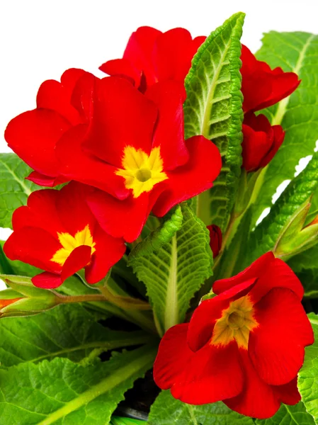 Красные первобытные цветы и растения — стоковое фото