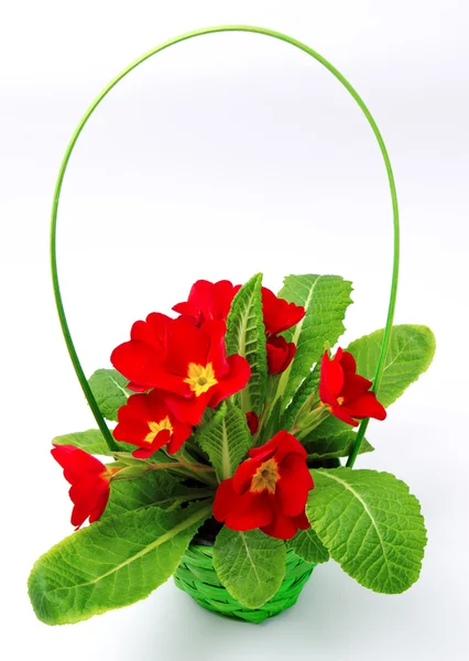 Красная примула в корзине цветов и растений — стоковое фото