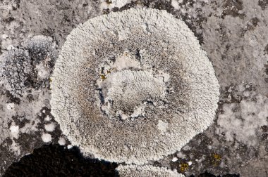 Makro detayını yuvarlak beyaz yosun mantar koloni..... .gri taşın üzerinde